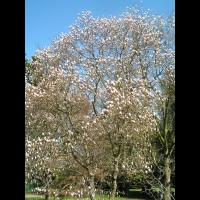 Magnolia Soulangeana (00)